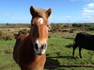 One of the beautiful and peculiar Icelandic horses in Solva