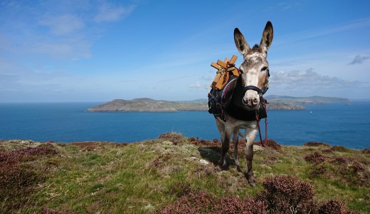 Self-islanding with a donkey