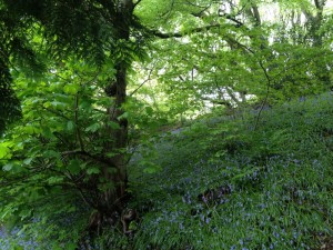 Pretty May bluebell woods of Aberystwyth, or donkey killing fields?