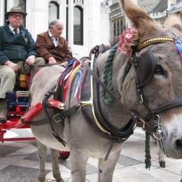 A donkey at the Costermonger Harvest Festival in London