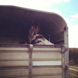 I own a donkey!