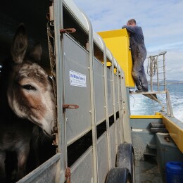 Getting a donkey to an island